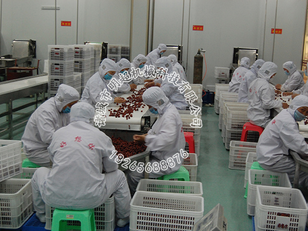 紅棗挑選輸送機.jpg